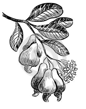 Cashew nut tree