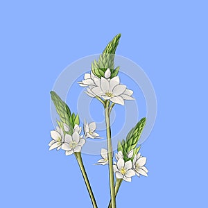 Ornithogalum flower photo