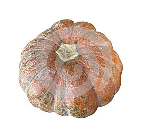 Calabaza in yellow type vegetable for eating photo