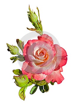 Rose flower and flower bud in white background 3.89