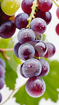 Purple Grapes with Water Droplets and Vines