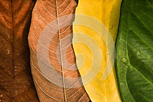 Natural Leaf Color Progression Background