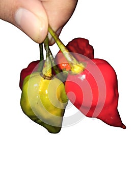 Holding Spicy Bhoot Jolokia Chilli