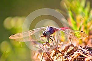 A dragonfly perched on dry, twig-like vegetation, displaying intricate, transparent wings with distinct veins.