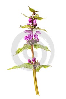 Untitled wildflower with purple buds isolated on white background