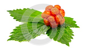 Bright orange cloudberry