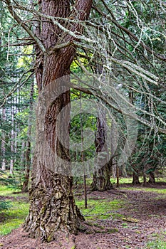 Untouched beauty of nature: grooved bark and mossy branches in Scotland