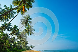 Untouched empty remote tropical beach with palm trees