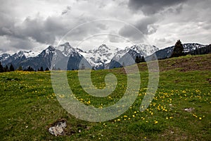 Untouched landscapes in the Austrian Alps with yellow flowers on a mountain meadow
