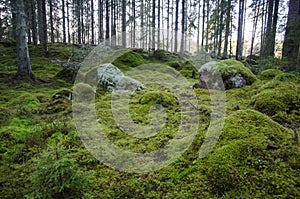 Untouched and mossy forest ground