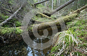 Untouched natural forest with stream and fallen trees