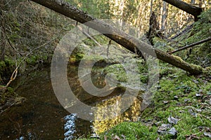 Untouched natural forest with stream and fallen trees