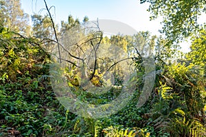 Untouched nature in autumn forest. Forest clearing with dead tree, ferns, wild flowers.