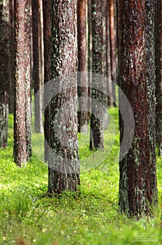 Untouched Pine Forest
