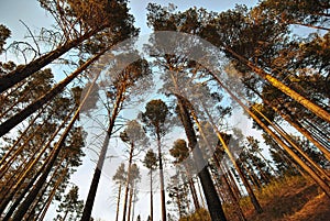 Untouched pine forest