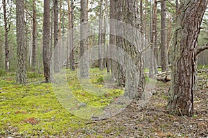 Untouched pine forest in a national park in sweden