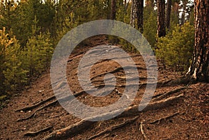 Untouched pine forest