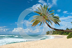 Untouched sandy beach with palms trees and azure ocean