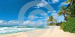 Untouched sandy beach with palms trees and azure ocean