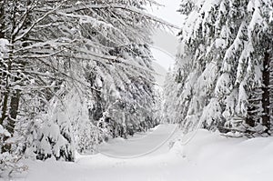 Untouched Snow in Snowy Forest