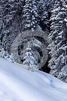 Untouched snow and white pine trees in alpine forest