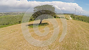 Untouched sole tree and endless green landscape, rule of nature law on planet