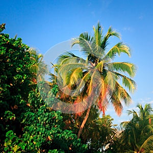 Untouched tropical beach