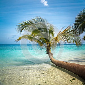 Untouched tropical beach