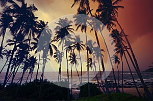 Untouched tropical beach in Sri Lanka