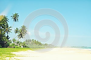 Untouched tropical beach in Sri Lanka. Beautiful beach with nobody, palm trees and golden sand. Blue sea. Summer background.