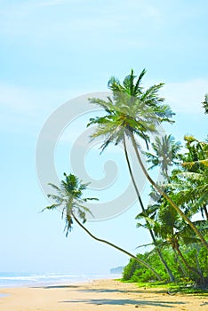 Untouched tropical beach in Sri Lanka. Beautiful beach with nobody, palm trees and golden sand. Blue sea. Summer background.