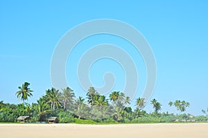 Untouched tropical beach in Sri Lanka. Beautiful beach with nobody, palm trees and golden sand. Summer background.