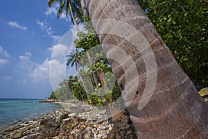 Untouched tropical beach of Thailand. Palm tree closeup