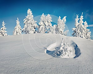 Untouched winter landscape. Sunny morning view of Carpathian mountains with snow covered fir trees.