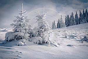 Untouched winter landscape with two small fir tree.