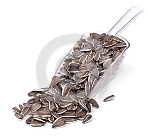 Untreated sunflower seeds