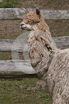 Untrimmed llama