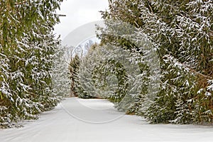 untrodden trail between two rows of evergreens covered in Winter white snow