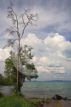 An untypical couple: a tall dead tree standing next to a live mangrove tree.