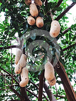 Unusual African sausage tree