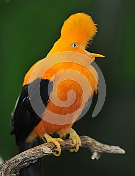 Unusual andean of the rock bird