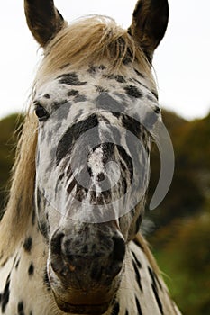 Unusual Appaloosa horse