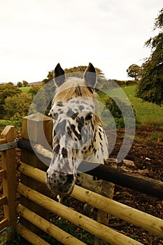 Unusual Appaloosa horse