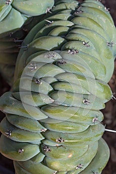 Unusual armor like structure of a green succulent plant