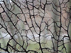 Unusual background, the world seen through dried twigs, interesting wallpaper for the desktop or wall