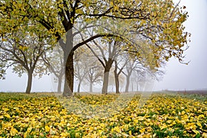 An unusual, beautiful and mysterious misty forest