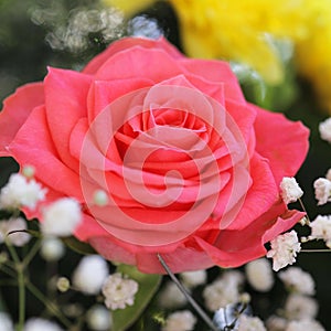 Unusual Beautiful pink rose background