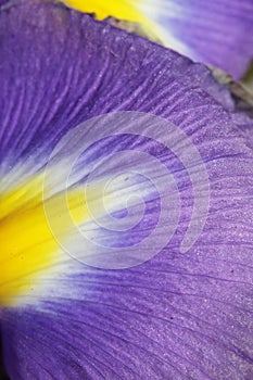 Unusual Beautiful tender iris flowers background