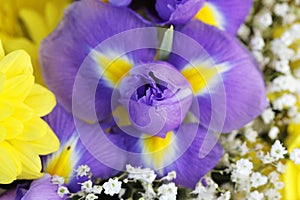 Unusual Beautiful tender iris and yellow flowers background