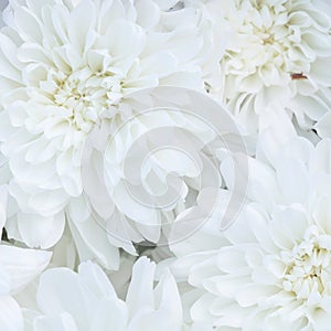 Unusual Beautiful tender white flowers background